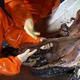 Image for article titled The Terrifying Sex Organs of Male Turtles